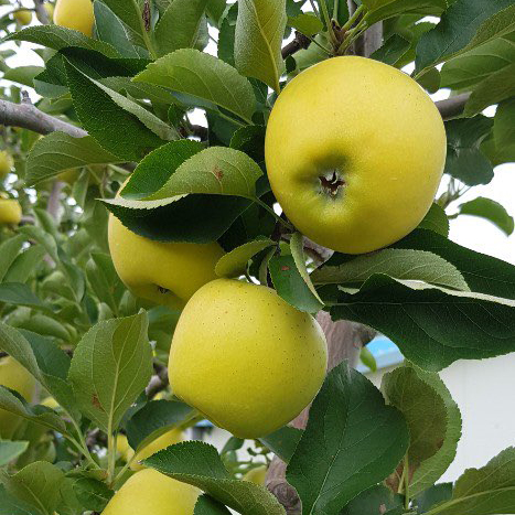 꽃들메 청송 사과(황금사과)