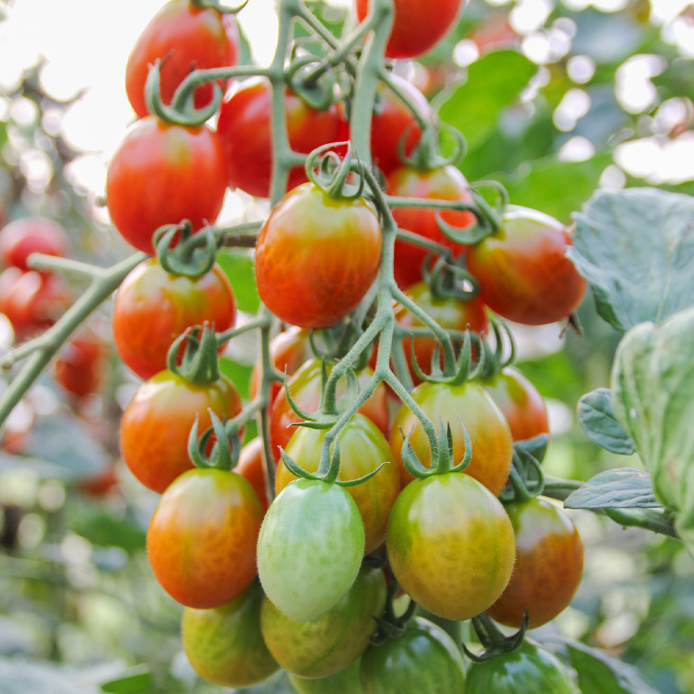 달기농장 유기농 방울토마토 메인이미지