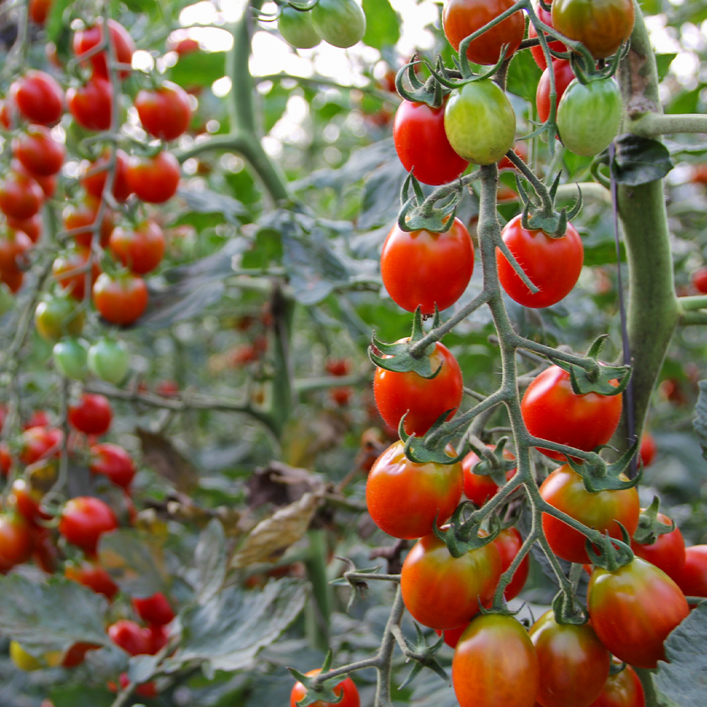 달기농장 유기농 방울토마토 썸네일 2