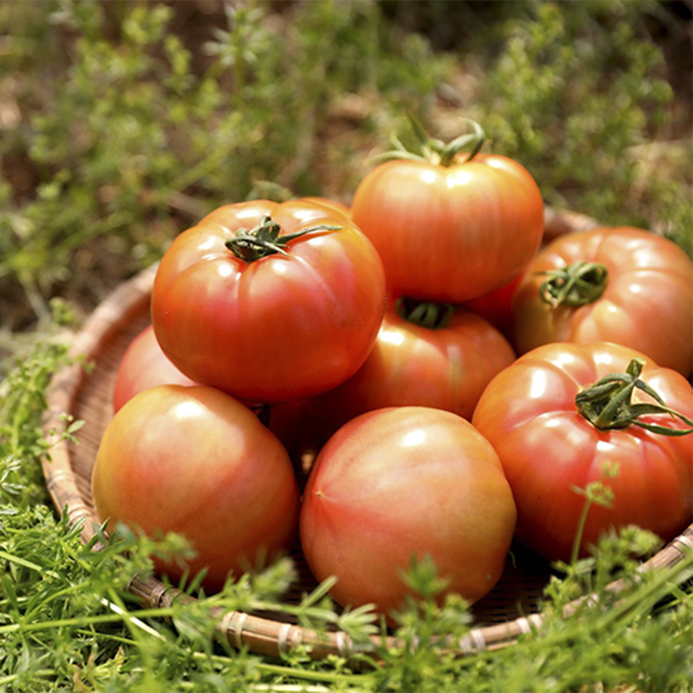 달기농장 유기농 토마토