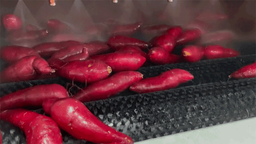 김의준 세척/숙성 베니하루카 황금꿀고구마 썸네일 10