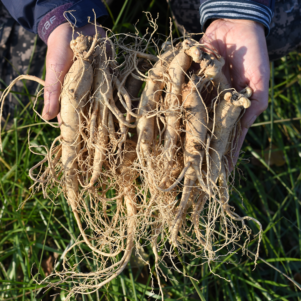 유기농 인삼 6년근 500g