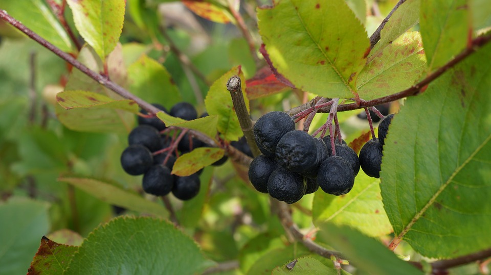 aronia-1644907_960_720.jpg