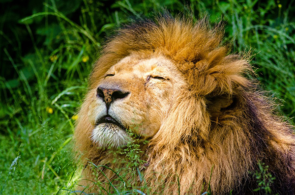 african-lion-951778_960_720.jpg