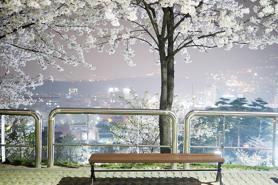 s나무_03.jpg