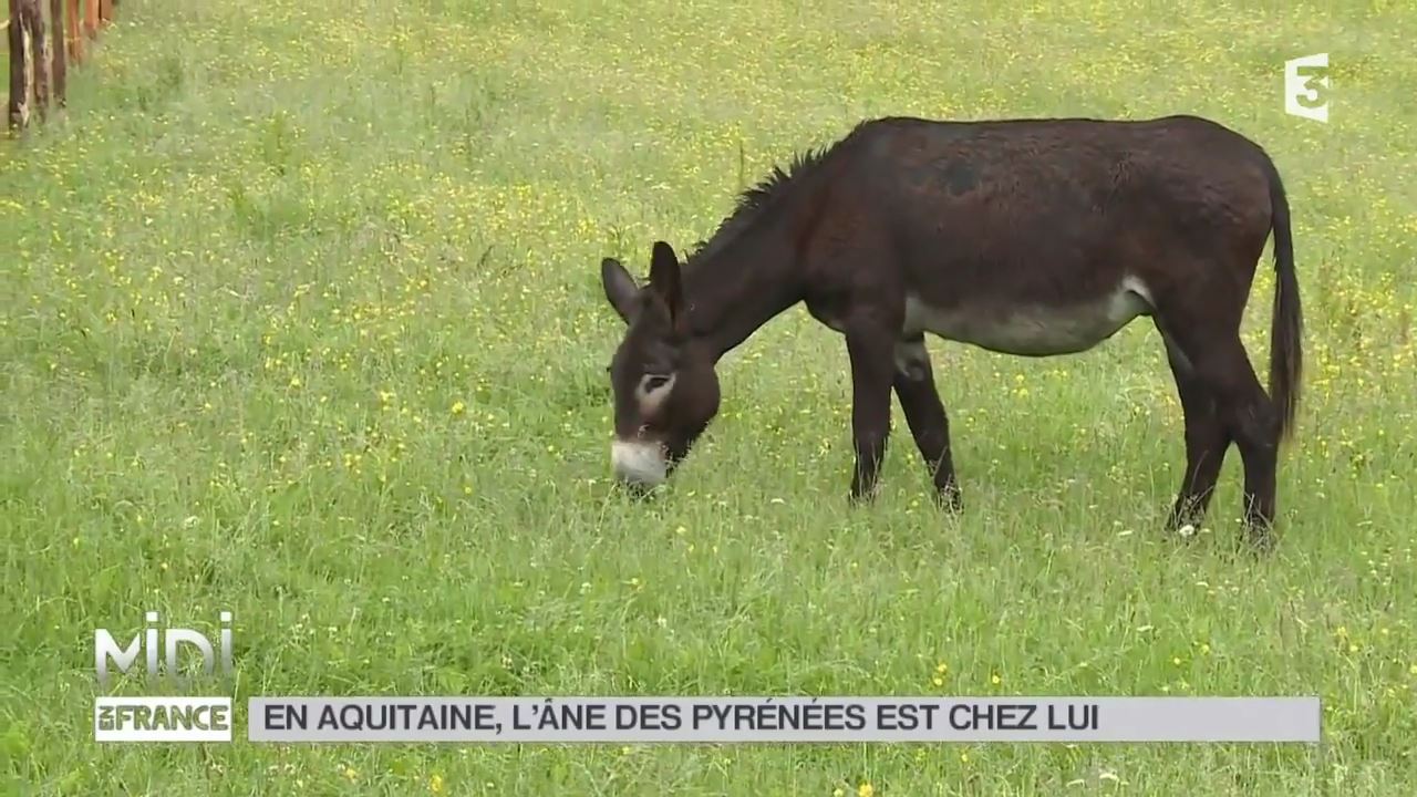 ANIMAUX _ En Aquitaine, l'âne des Pyrénées est chez lui - YouTube (720p).mp4_000151550.jpg